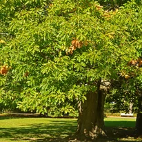 Quercus rubra - Vörös tölgy idősebb példánya.