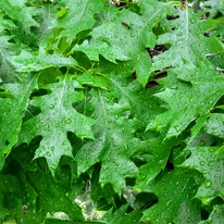 Quercus rubra - Vörös tölgy zöld levelei.