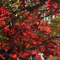 Quercus rubra - Vörös tölgy levélszíneződése ősszel.