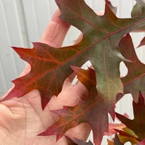 Quercus rubra - Vörös tölgy levele közelről.