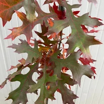Quercus rubra - Vörös tölgy levele.