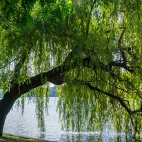 Kifejlett méretű Salix alba Tristis vízbe hajló koronával.