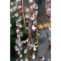 A Salix caprea Pendula ezüstösen molyhos barkái igazi tavasz köszöntők.