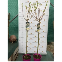 A Salix Hakuro-Nishiki kertészetünkben március végén.