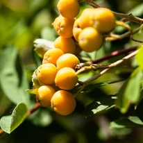 Sorbus Autumn Spire K5 - Madárberkenye