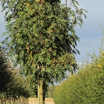 A Sorbus domestica díszfa.