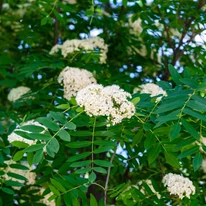 A Sorbus Titan nyár eljén nyíló fehér virágai. 