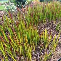 Imperata cylindrica Red Baron CS14 - Alangfű