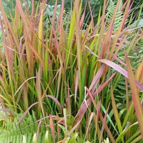 Imperata cylindrica Red Baron CS14 - Alangfű