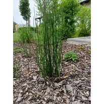 Equisetum P18 - Japán zsurló