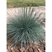 A Festuca glauca virágágyásba ültetve.