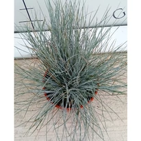A Festuca glauca ezüstös dús lombja. 