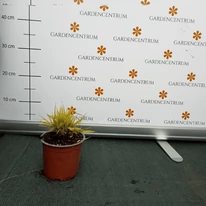 Az aranysárga szálkafű tavaszi állapota.