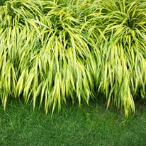 A Hakonechloa macra All Gold lombozata.