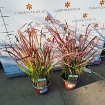 Imperata cylindrica Red Baron CS14 - Alangfű