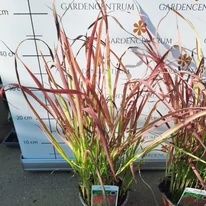 Imperata cylindrica Red Baron CS14 - Alangfű