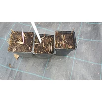 Imperata cylindrica Red Baron CS14 - Alangfű