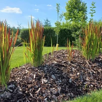 Imperata cylindrica Red Baron CS14 - Alangfű