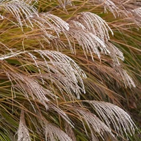 A Miscanthus sinensis Adagio rózsaszínű légies virágzatai. 