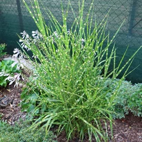 Miscanthus sinensis Zebrinus - Csíkos zebrafű