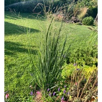 Panicum virgatum Heavy Metal CS15 - Vesszős köles