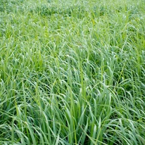 Panicum virgatum Northwind - Vesszős köles