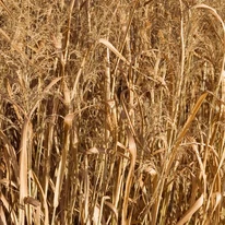 Panicum virgatum Northwind - Vesszős köles