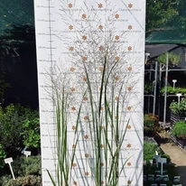 Panicum virgatum Heavy Metal CS15 - Vesszős köles