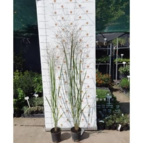 Panicum virgatum Heavy Metal CS15 - Vesszős köles