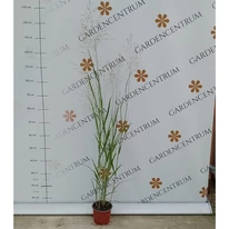 Panicum virgatum Heavy Metal CS15 - Vesszős köles