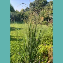 A Panicum virgatum Heavy Metal oszlopos alkatának látványa augusztusban.