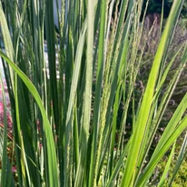 Panicum virgatum Heavy Metal CS15 - Vesszős köles