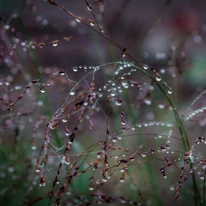 Panicum virgatum Heavy Metal CS15 - Vesszős köles