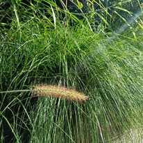Pennisetum alopecuroides - Tollborzfű