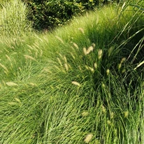 Pennisetum alopecuroides - Tollborzfű
