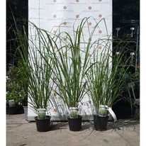 Pennisetum alopecuroides K2 - Barna bugájú tollborzfű