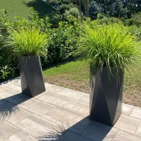 Pennisetum alopecuroides K2 - Barna bugájú tollborzfű