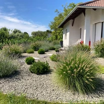 Pennisetum alopecuroides K2 - Barna bugájú tollborzfű