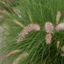 Pennisetum alopecuroides - Tollborzfű