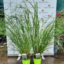 Pennisetum alopecuroides K2 - Barna bugájú tollborzfű