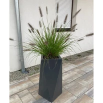 Pennisetum alopecuroides K2 - Barna bugájú tollborzfű