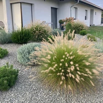 Pennisetum alopecuroides K2 - Barna bugájú tollborzfű