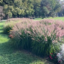 Pennisetum alopecuroides K2 - Barna bugájú tollborzfű