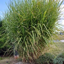 Miscanthus sinensis Zebrinus - Csíkos zebrafű
