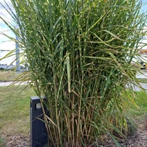 Miscanthus sinensis Zebrinus - Csíkos zebrafű