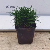 A kertészetünkben kis cserépben, 10 cm magassággal rendelhetőek a Ophiopogon japonicus Minor növények.