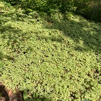 Aegopodium podagraria Variegatum P9 - Podagrafű