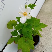 Fehér szellőrózsa levelei és virága telephelyünkön. 