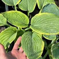  Hosta sieboldiana Frances Williams lombozata májusban a kertészetünkben