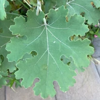Macleaya cordata - Mákkóró